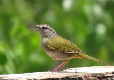 Green-backed Sparrow
