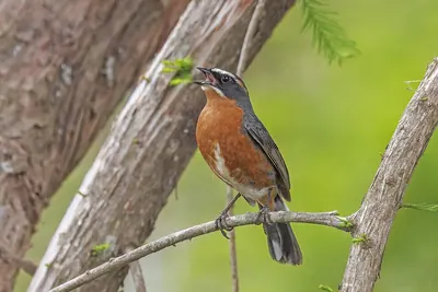 Black-and-rufous Warbling-Finch