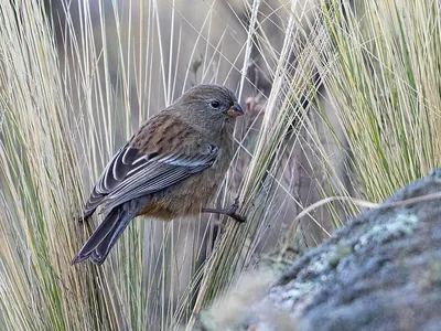 Band-tailed Seedeater