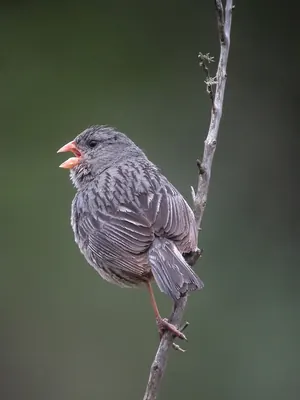 Plain-coloured Seedeater