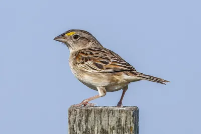 Bruant des savanes
