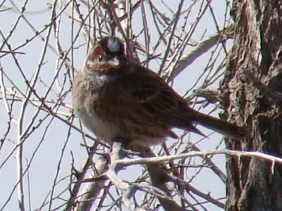 Pine Bunting
