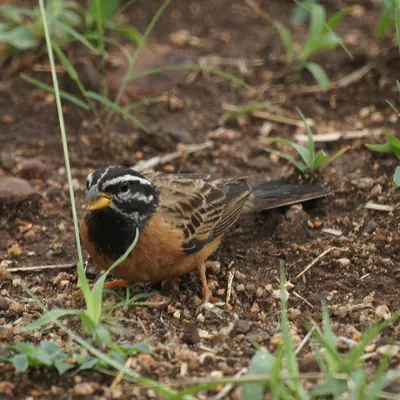 Cinnamon-breasted Bunting