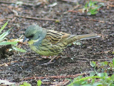 Black-faced bunting