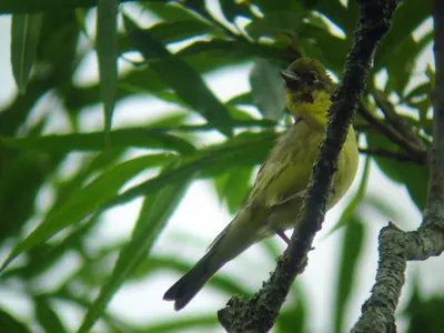 Yellow Bunting