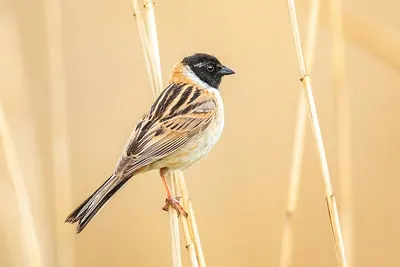 Ochre-rumped Bunting