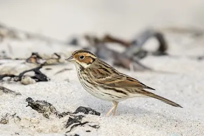 Little Bunting