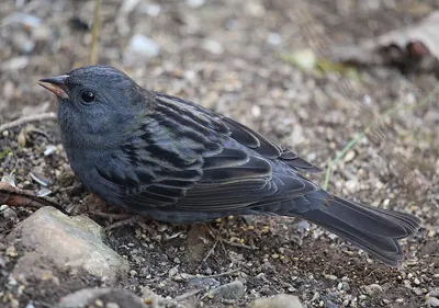 Grey Bunting