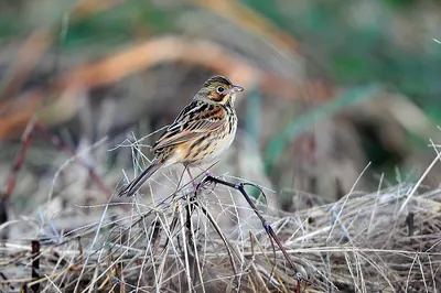 Chestnut-eared Bunting