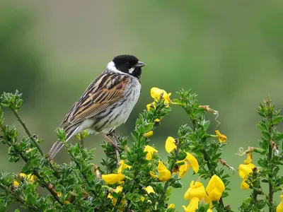 Common Reed Bunting