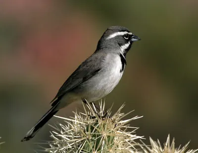 Bruant à gorge noire