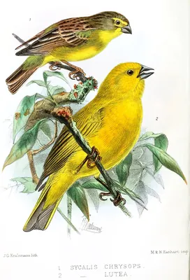Puna Yellow-Finch