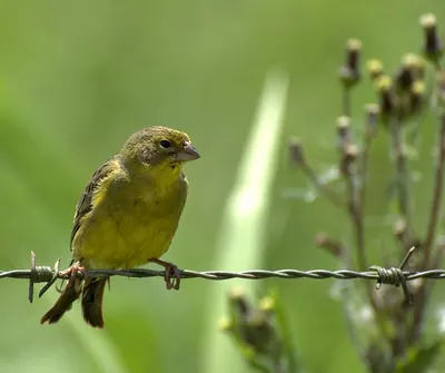 Grassland Yellow-Finch