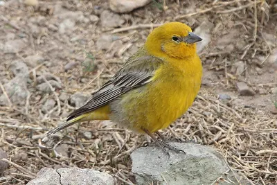 Greater Yellow-finch