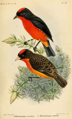 Crimson-breasted Finch