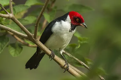 Red-capped Cardinal