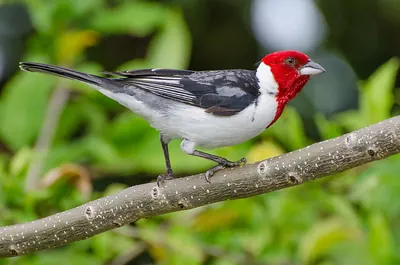 Red-cowled Cardinal