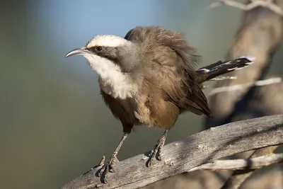 Grey-crowned Babbler
