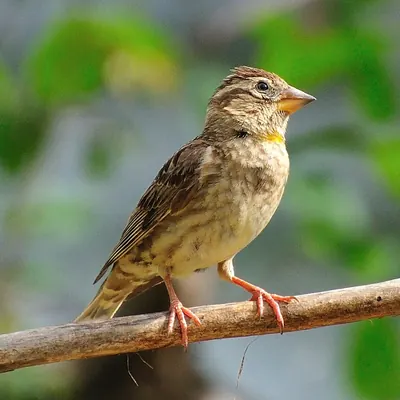 Rock Sparrow
