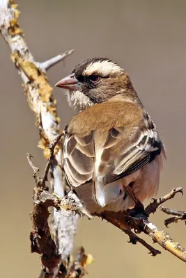 White-browed Sparrow-weaver