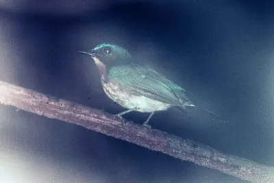 Palawan Blue-flycatcher