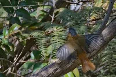 Bocage's Robin