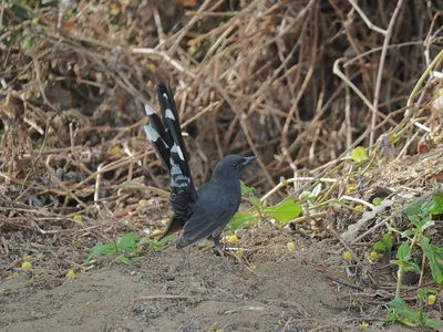 Black Scrub-robin