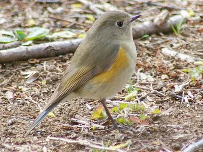 Red-flanked Bluetail