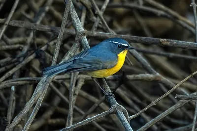 Weißbrauen-Blauschwanz