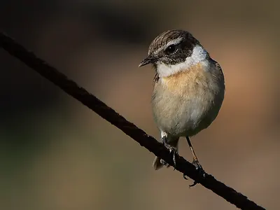 Canary Chat