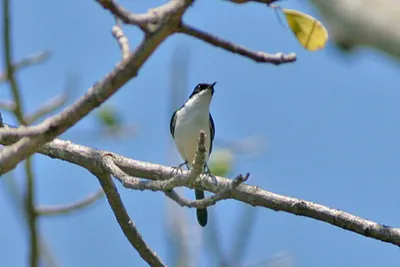 Tarabilla de Timor