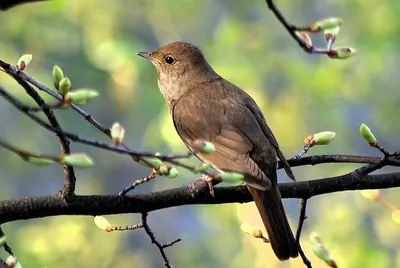 Thrush Nightingale