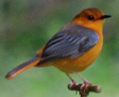 Red-capped Robin