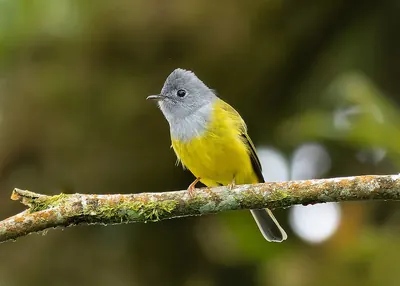 Grey-headed Canary-Flycatcher