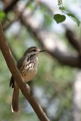 Spotted Morning-thrush