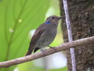 Small Niltava