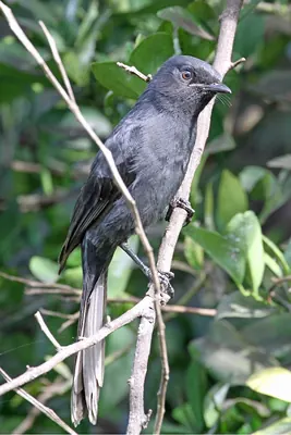 Western Black Flycatcher
