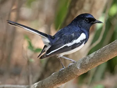 Madagascar Magpie-robin