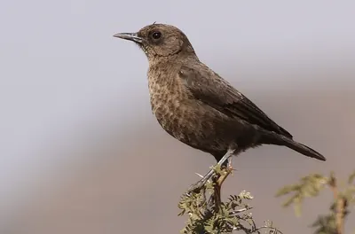 Ant-eating Chat