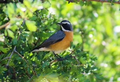 White-throated robin