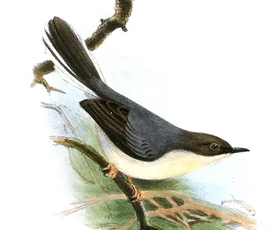 Grey Apalis