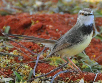 Prinia à poitrine noire