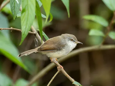 Grey-breasted Prinia