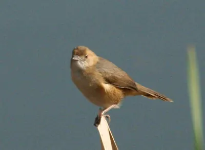 Red-faced Cisticola