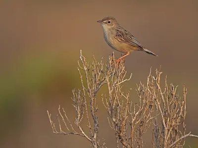 Socotra Cisticola