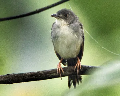 Whistling Cisticola