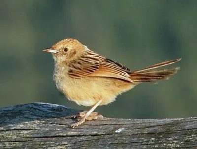 Wailing Cisticola