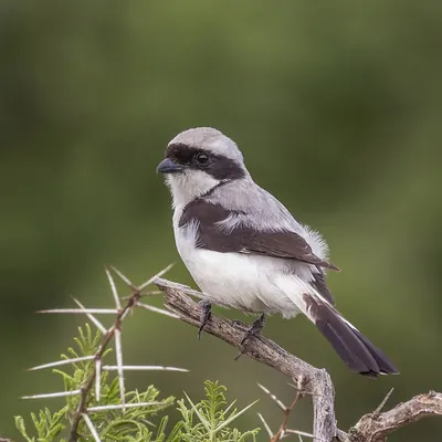 Grey-backed Fiscal