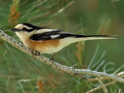 Masked Shrike