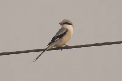 Chinese Grey Shrike